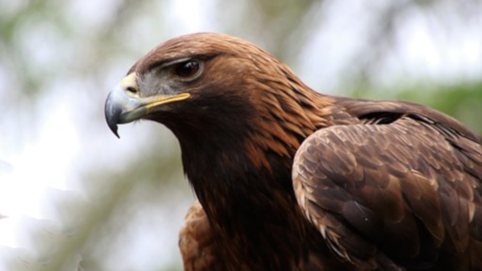 Come posso trovare e identificare gli uccelli in una foresta?