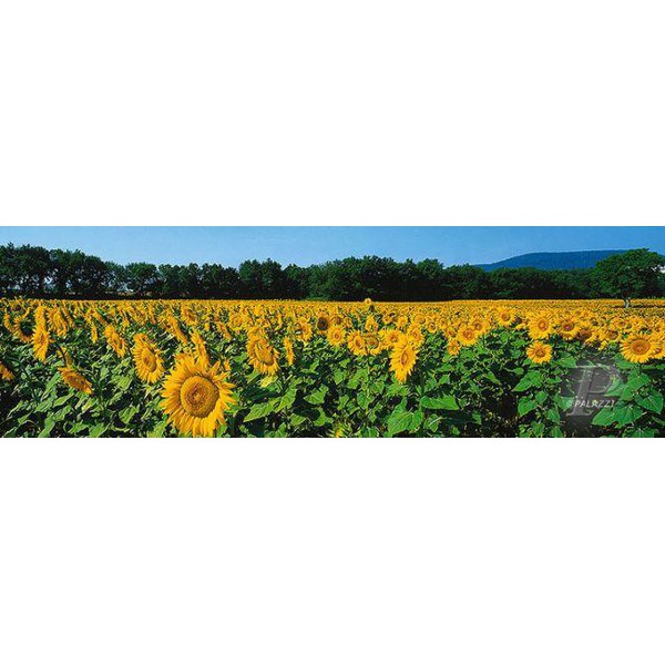 Palazzi Verlag Poster Sunflower Fields Tuscany Leinwandprint