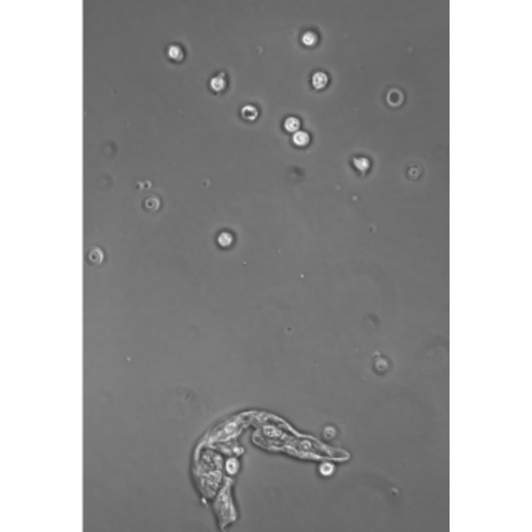 Hund Microscopio Medicus PH Plan, trino, 100x-1000x