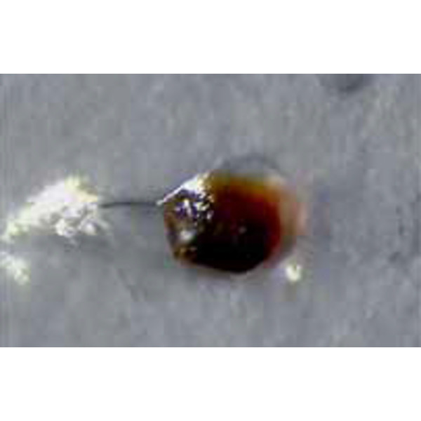 Hund Wiloskop - F Zoom con stativo ST - S, trinoculare
