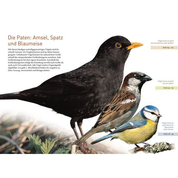 Kosmos Verlag Uccelli da giardino a grandezza naturale (in tedesco)