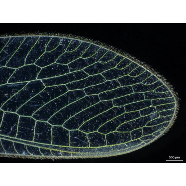 ZEISS Microscopio stereo zoom Stemi 305; LAB, trino, Greenough, w.d. 110 mm, 10x/23, 0.8x-4.0x