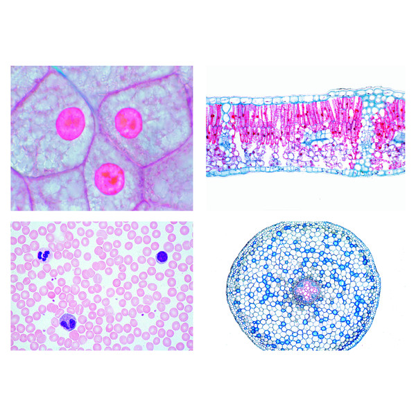 LIEDER Scuole medie, cellule, organi e tessuti (13 preparati)