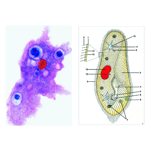 LIEDER Protozoi, set base per la scuola (8 preparati)