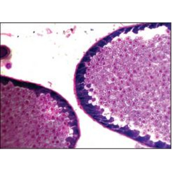 Optika Microscopio achro, bino, 400x, LED, B-50B