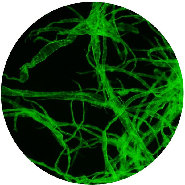 Optika Microscopio B-510FL, trino, FL-HBO, Filtro B&G, W-PLAN, IOS, 40x-400x