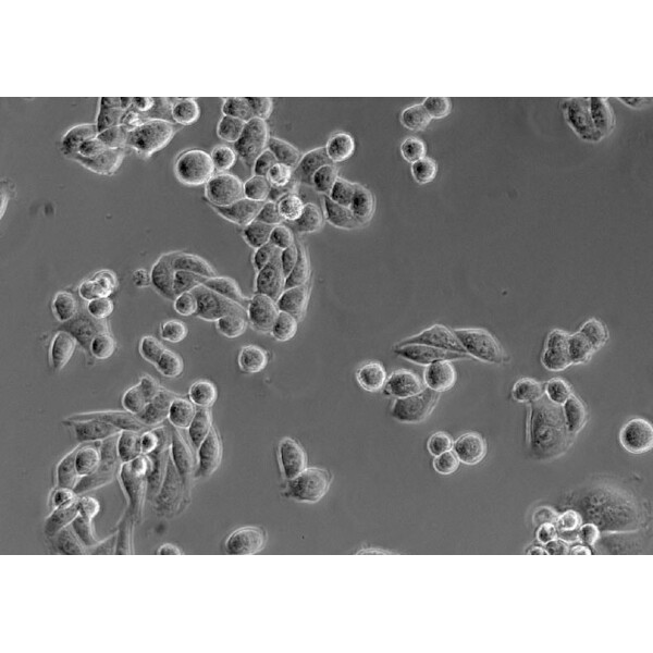 ZEISS Microscopio invertito Primovert bino Ph1, 40x, 100x, Cond 0.3