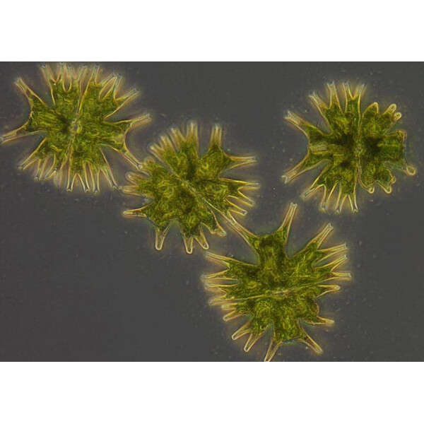ZEISS Microscopio invertito Primovert bino Ph1, 40x, 100x, Cond 0.3