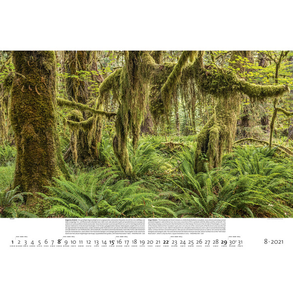 Palazzi Verlag Calendario Foreste della terra 2021