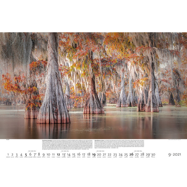 Palazzi Verlag Calendario Foreste della terra 2021