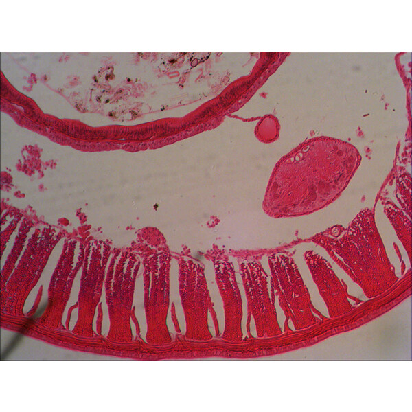 Levenhuk Microscopio D320L BASE 3M