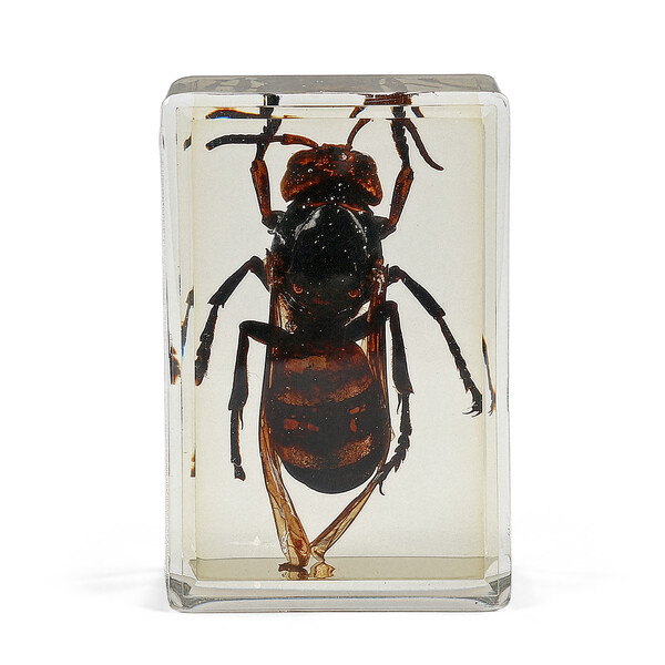 Omegon Preparato permanente Calabrone gigante asiatico