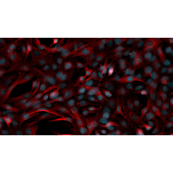 ZEISS Microscopio Axiovert 5 Digital, PH, FL, 50-400x, Ph1, 0.4 NA, LED, 5 MP, mono