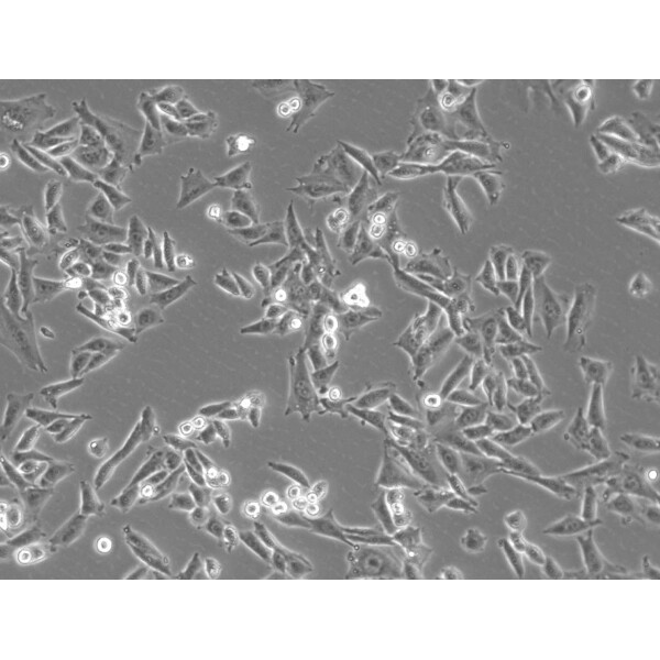 ZEISS Microscopio Axiovert 5 Digital, PH, FL, 50-400x, Ph1, 0.4 NA, LED, 5 MP, mono