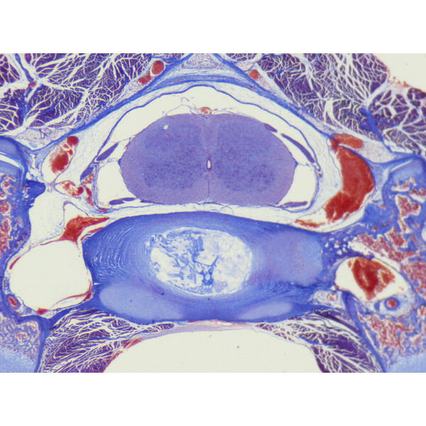 ZEISS Microscopio stereo zoom Stemi 355, C Edu, trino, w.d. 110 mm, 10x/23, 5,5:1, 7,2x-40x, AL/DL, Spot C LED