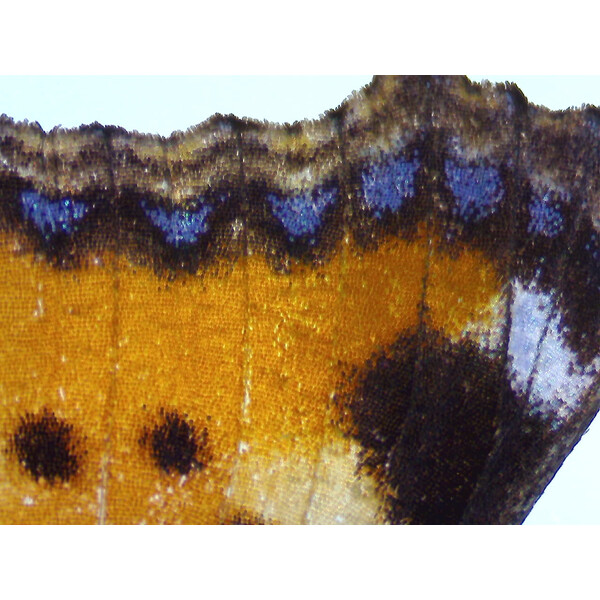 ZEISS Microscopio stereo zoom Stemi 355, C Lab, trino, BF, DF, w.d. 110 mm, 10x/23, 5,5:1, 7,2x-40x, AL/DL, Spot C LED