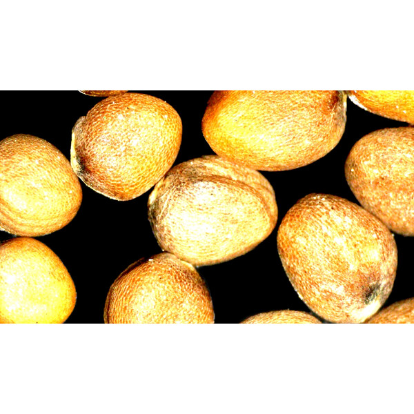 ZEISS Microscopio stereo zoom Stemi 355, C Lab, trino, BF, DF, w.d. 110 mm, 10x/23, 5,5:1, 7,2x-40x, AL/DL, Spot C LED