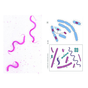 LIEDER Preparati microscopici batteri, 6 preparati