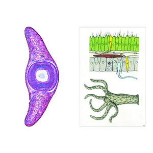 LIEDER Invertebrati, set base per la scuola (6 preparati)