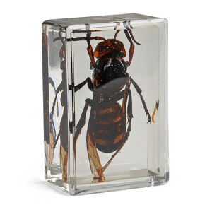 Omegon Preparato permanente Calabrone gigante asiatico