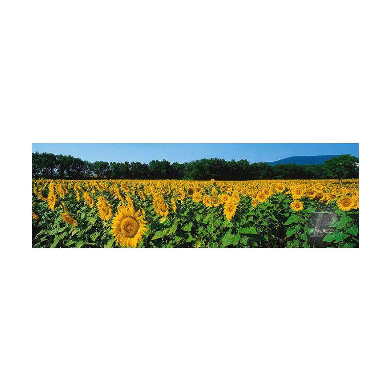 Palazzi Verlag Poster Sunflower Fields Tuscany Leinwandprint