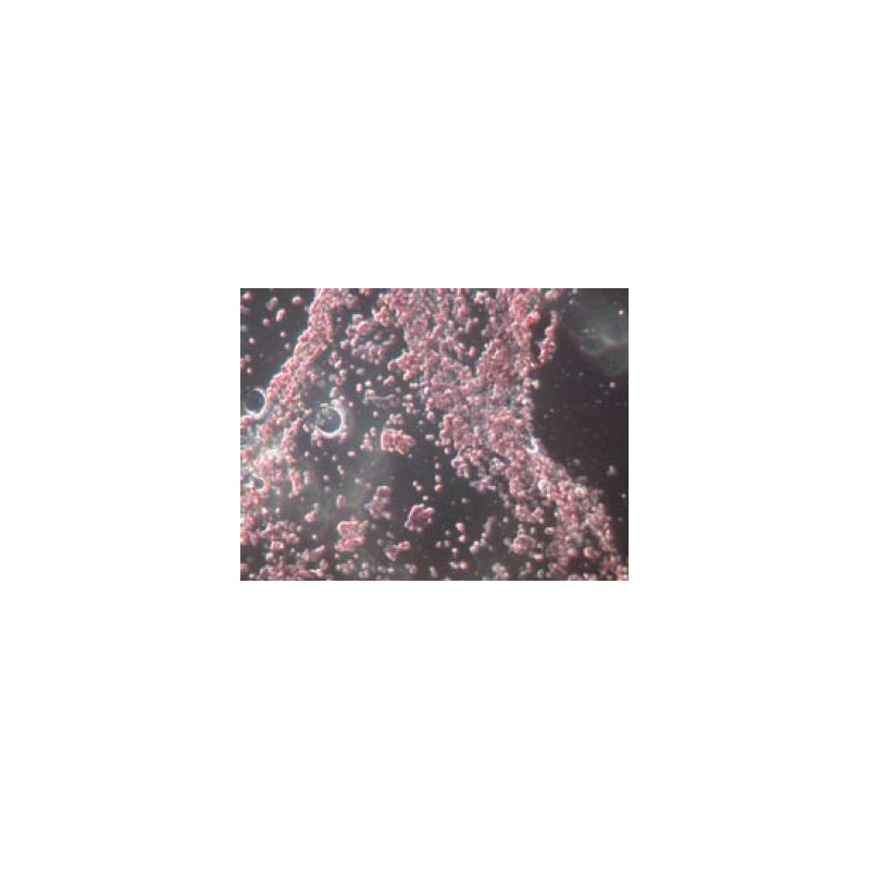 Novex Microscopio 86.091-DFLED, trinoculare