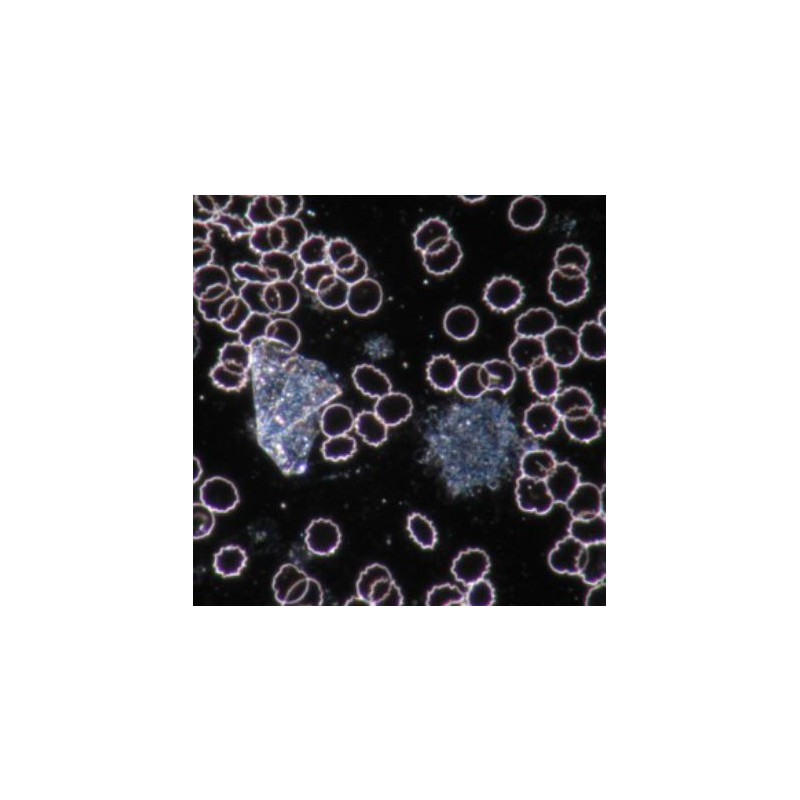 Novex Microscopio 86.091-DFLED, trinoculare