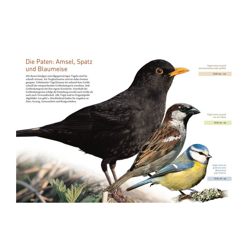 Kosmos Verlag Uccelli da giardino a grandezza naturale (in tedesco)