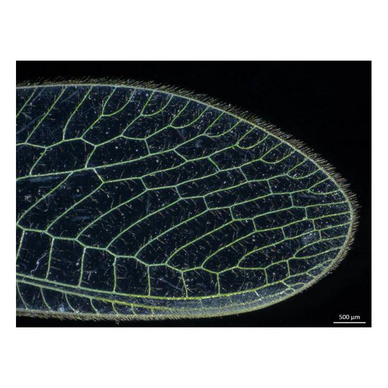 ZEISS Microscopio stereo zoom Stemi 305, EDU, bino, Greenough, w.d.110mm, 10x/23, 0.8x -4.0x