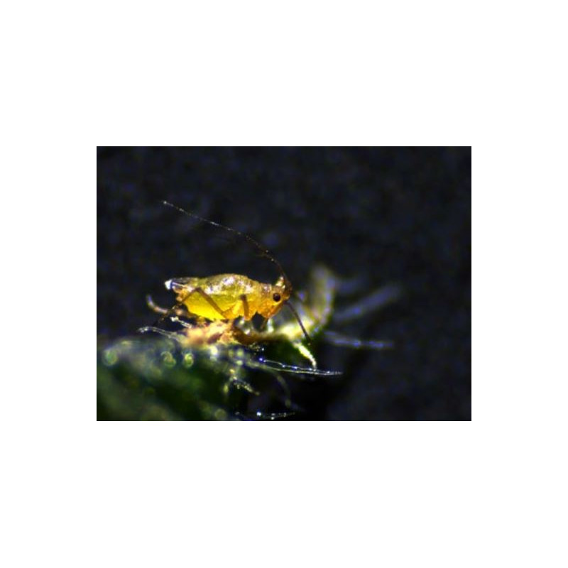 ZEISS Microscopio stereo zoom Stemi 305 trino, K EDU, Greenough, w.d. 110mm, 10x/23, 8-40x, Spot K LED