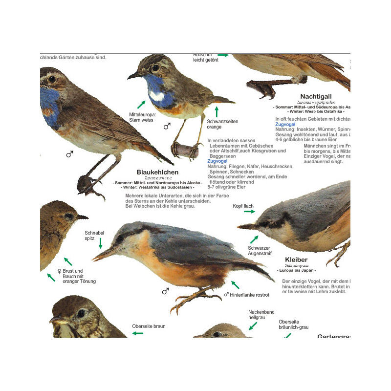 Planet Poster Editions Poster Einheimische Gartenvögel