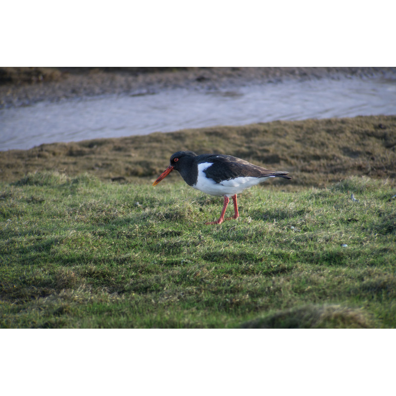 Leica Cannocchiali Digiscoping-Kit: APO-Televid 82 + 25-50x WW + T-Body black + Digiscoping-Adapter