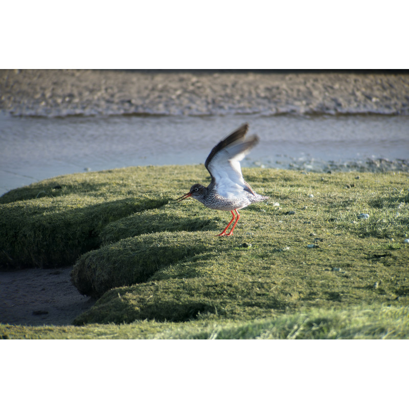 Leica Cannocchiali Digiscoping-Kit: APO-Televid 82 W + 25-50x WW + T-Body silver + Digiscoping-Adapter