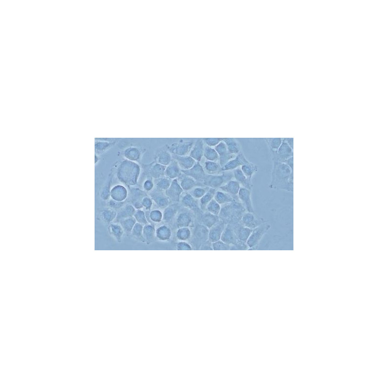 Evident Olympus Microscopio CX43 Standard, trino, infinity, LED, ohne Objektive!