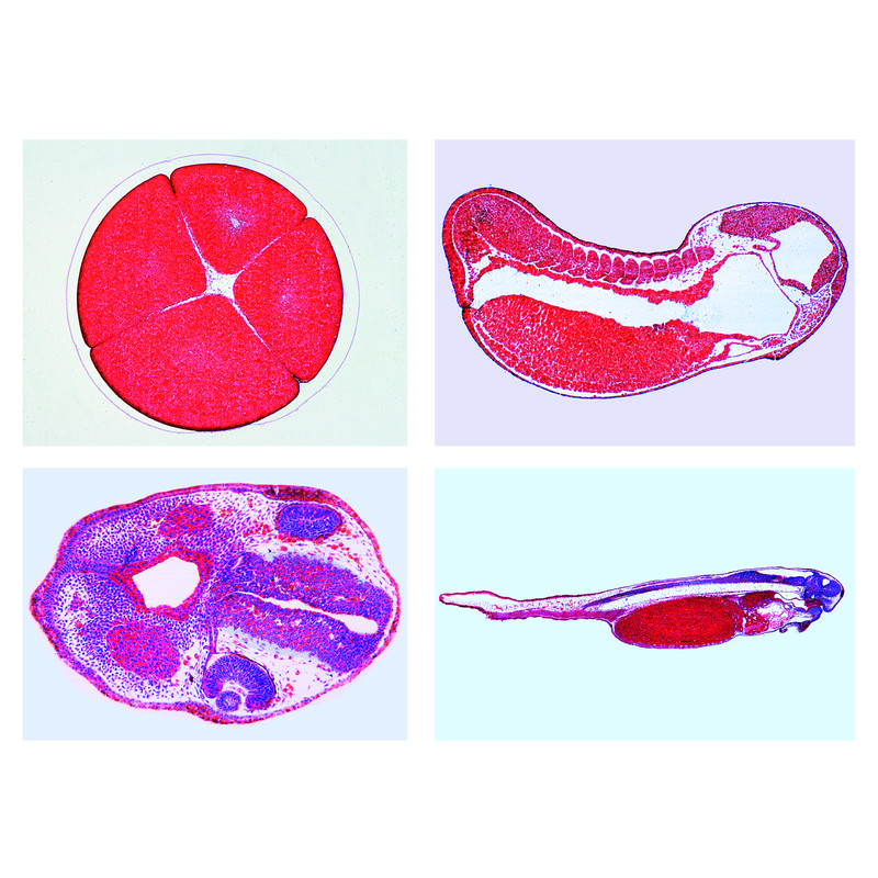 LIEDER Sviluppo di un embrione di rana (specie) (10 preparati)
