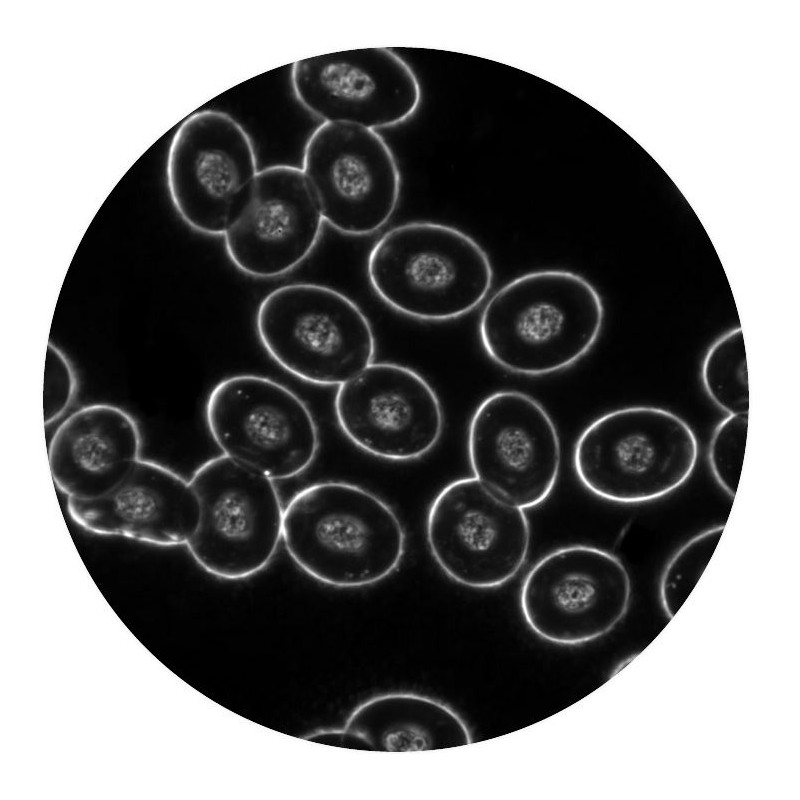 Optika Microscopio B-510DKIVD, trino, campo oscuro, W+W IOS, W+W, 40x-1000x, IVD