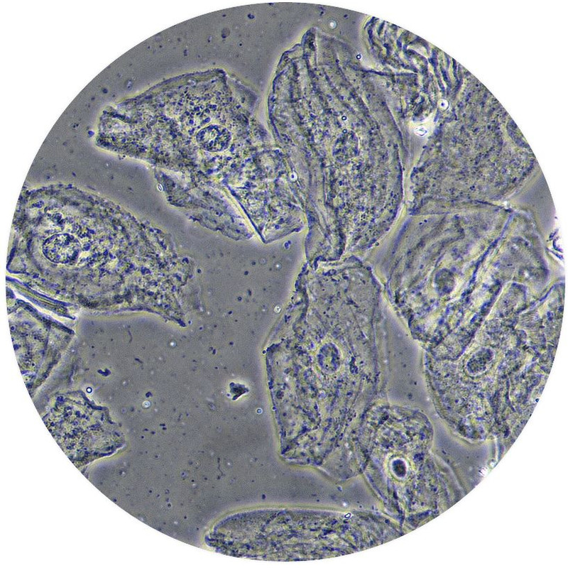Optika Microscopio B-510PHIVD, trino, fase, B+W, IOS, 40x-1000x, EU, IVD