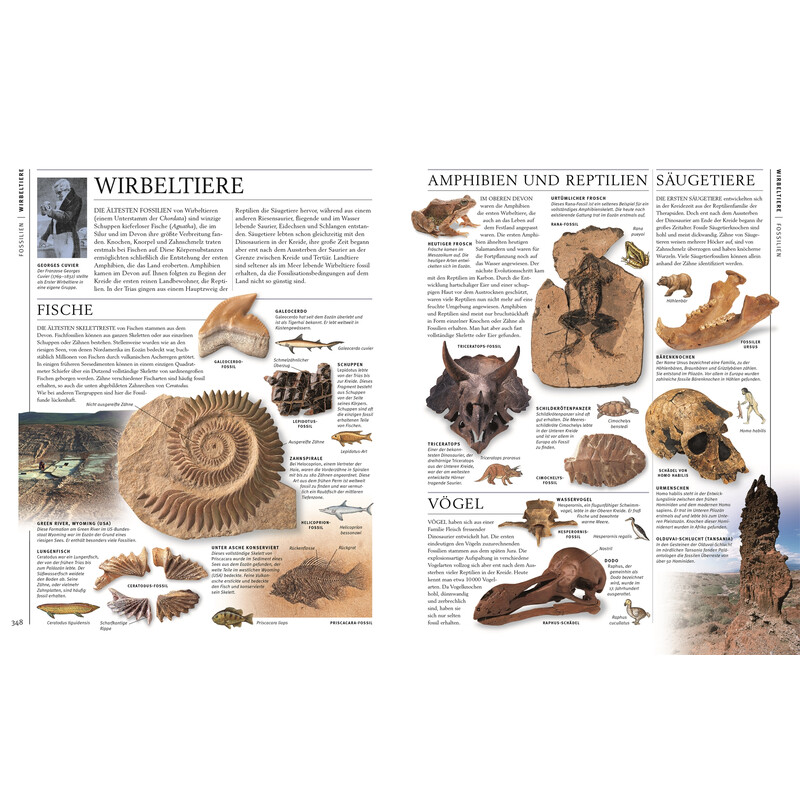 Dorling Kindersley Steiner & Minerali