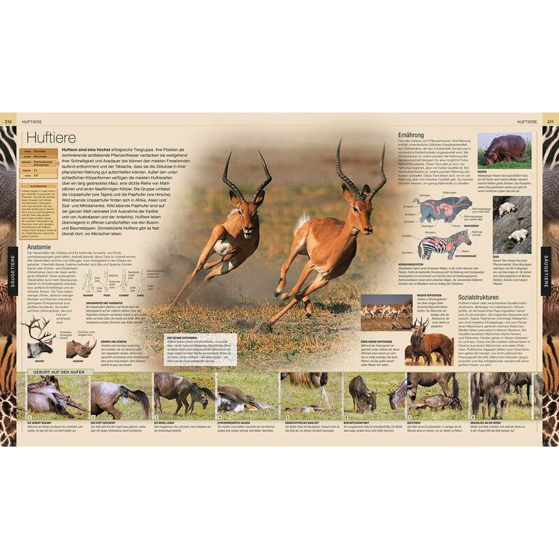 Dorling Kindersley Animali