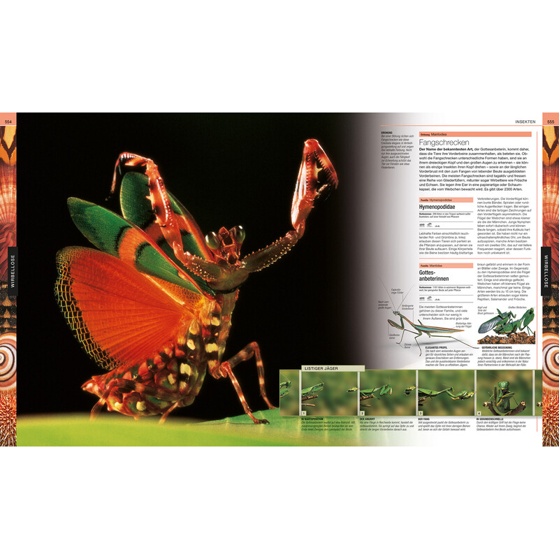 Dorling Kindersley Animali