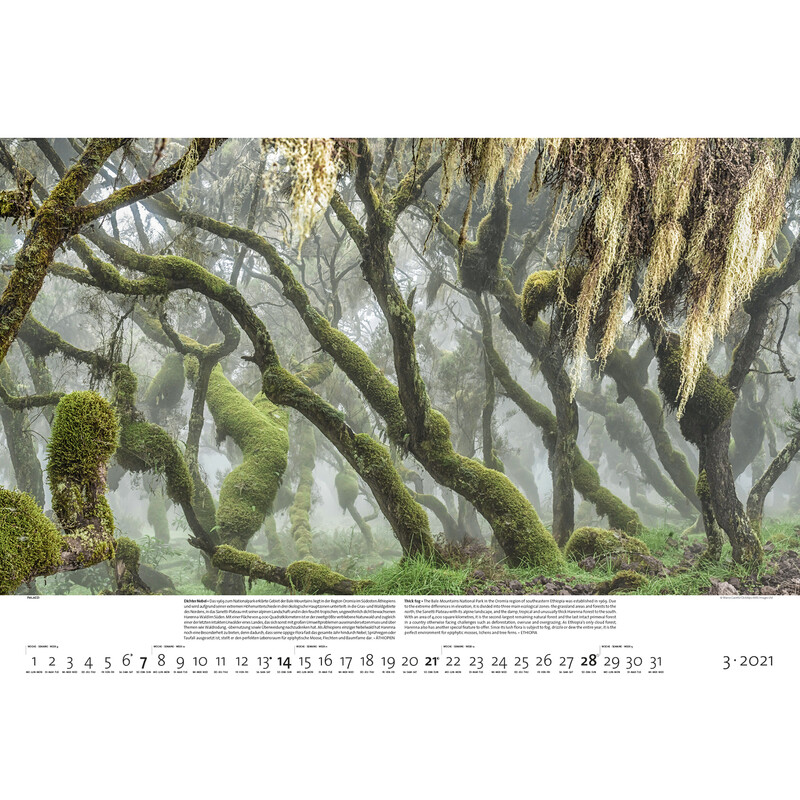 Palazzi Verlag Calendario Foreste della terra 2021