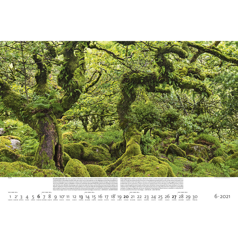 Palazzi Verlag Calendario Wälder der Erde 2021