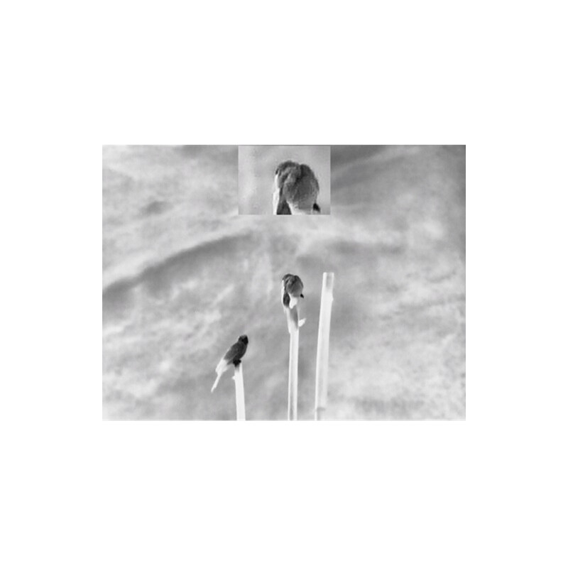Guide Camera termica TN430