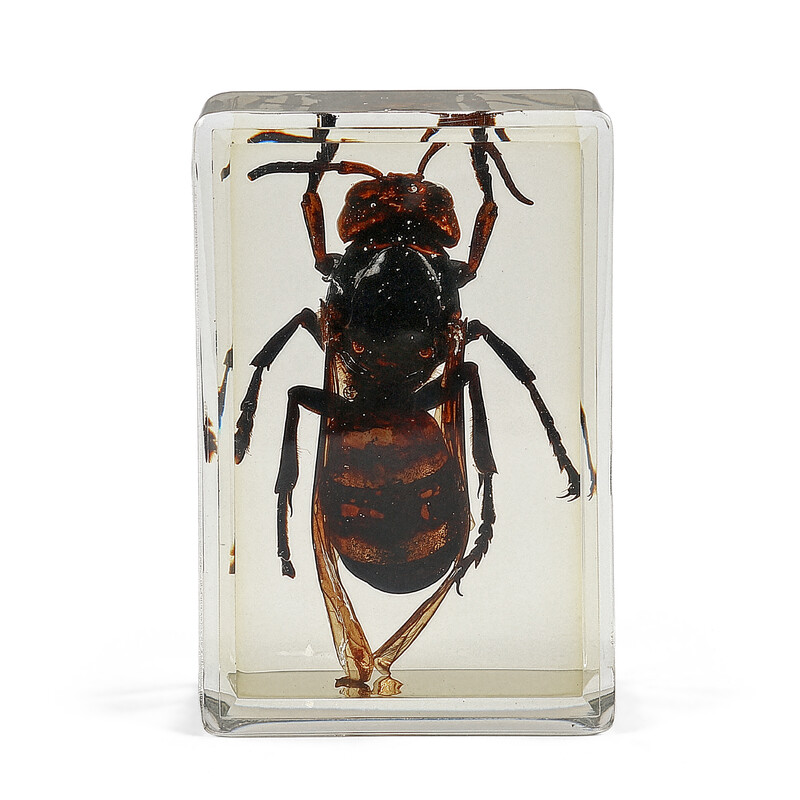 Omegon Preparato permanente Calabrone gigante asiatico