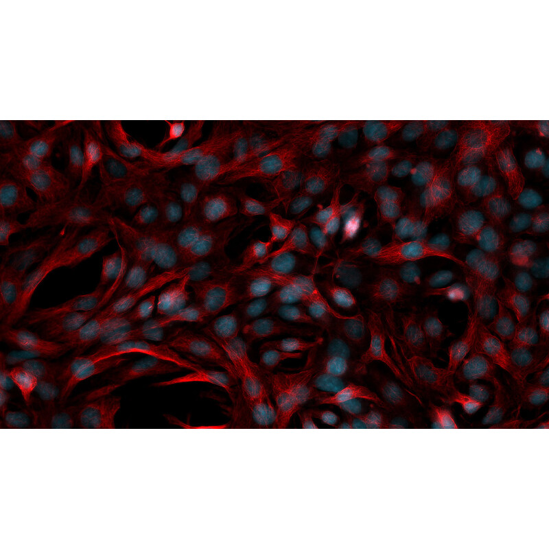 ZEISS Microscopio Axiovert 5 Digital, PH, FL, 50-400x, Ph1, 0.4 NA, LED, 5 MP, mono