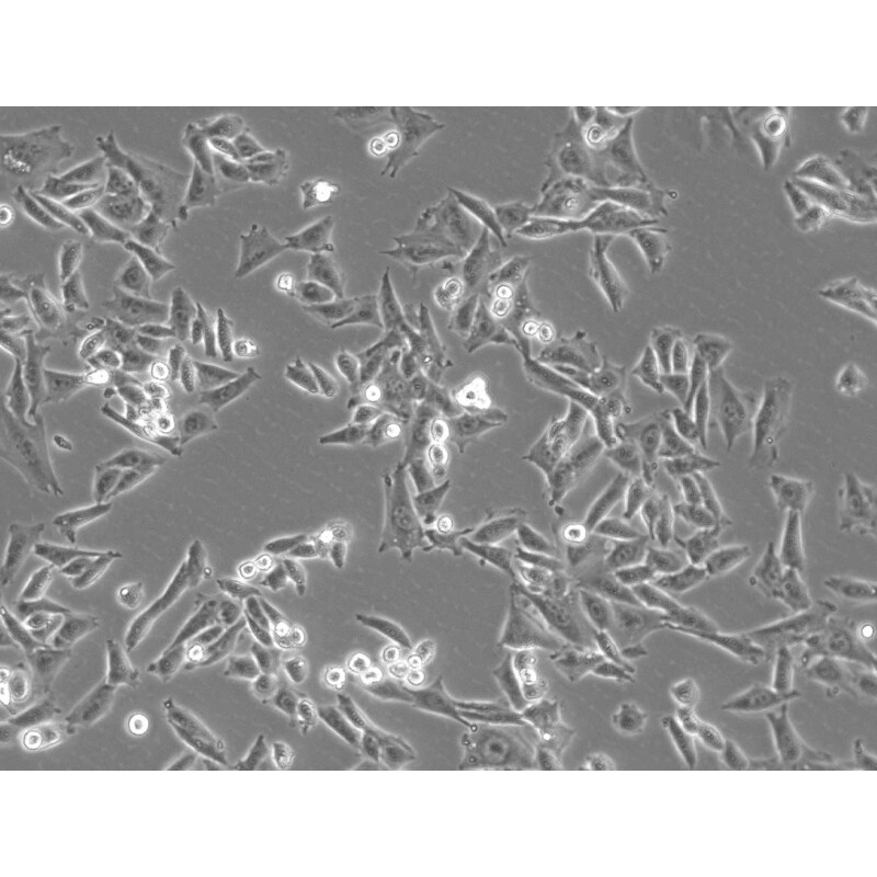 ZEISS Microscopio Axiovert 5 Digital, PH, FL, 50-400x, Ph1, 0.4 NA, LED, 5 MP, mono