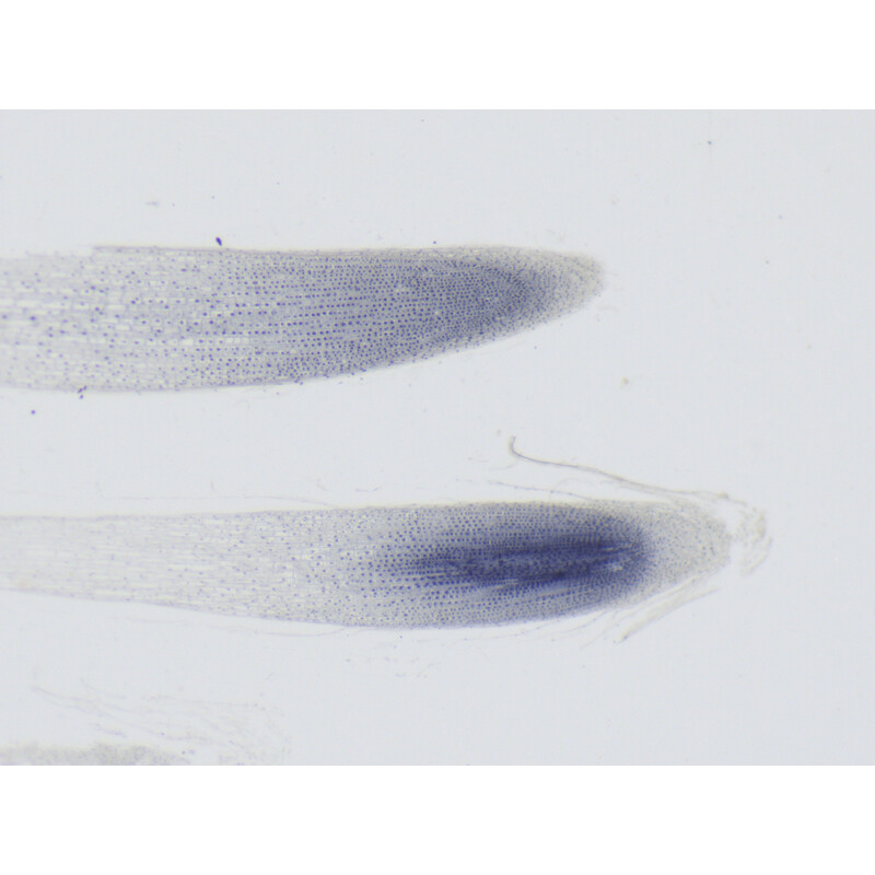 ZEISS Microscopio stereo zoom Stemi 355, C Lab, trino, BF, DF, w.d. 110 mm, 10x/23, 5,5:1, 7,2x-40x, AL/DL, Spot C LED